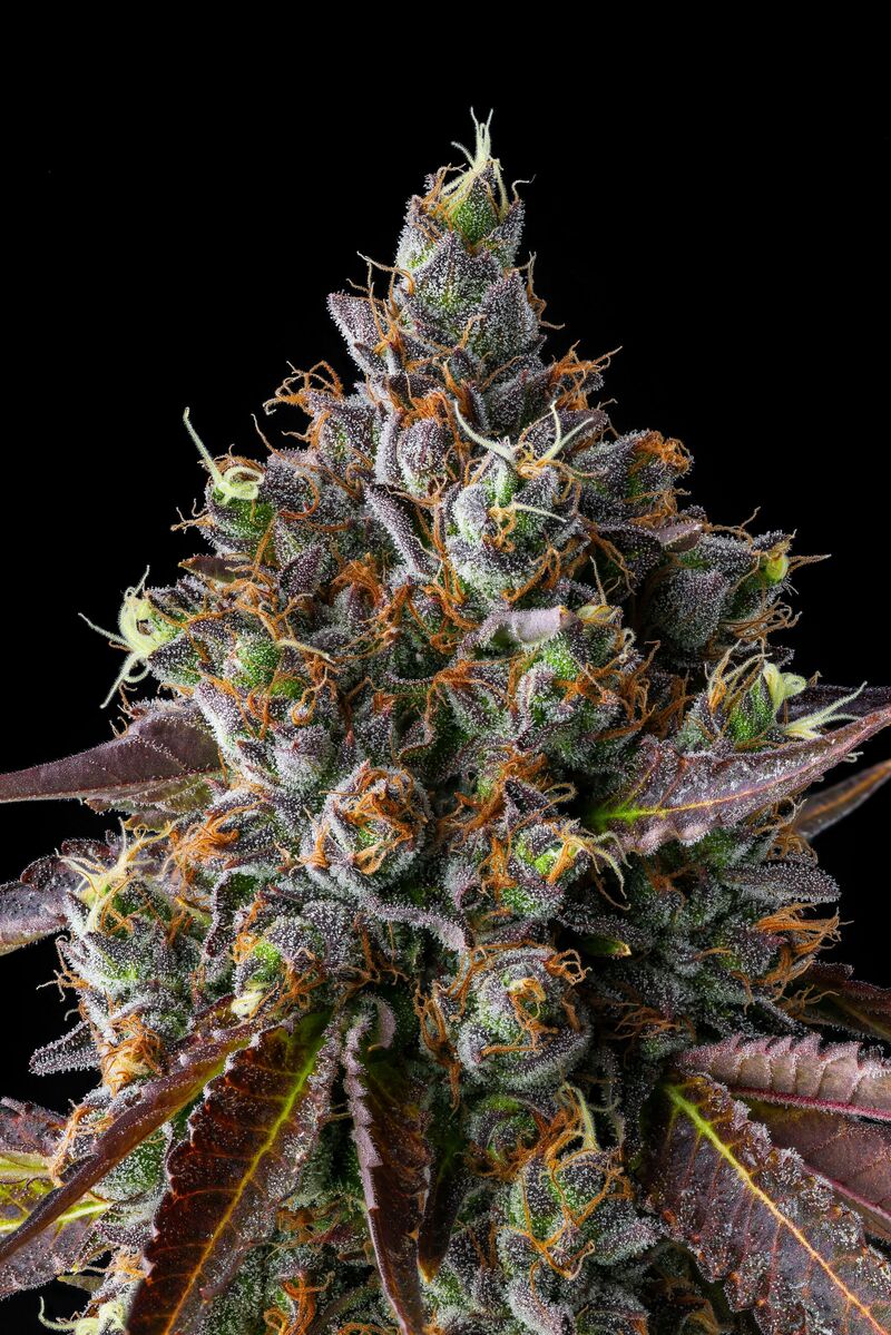 Strawberry Skrilla, Фасовка: 3, изображение 3